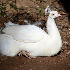 White Peacock