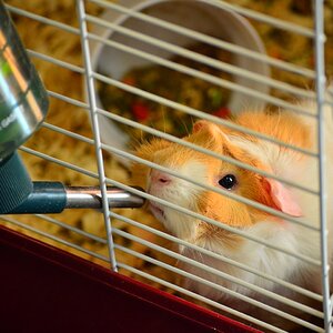 Peachy-Parched Guinea Pig