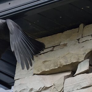 Jackdaw exiting nest