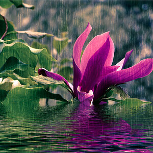 Flower In The Rain