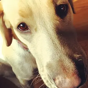 My dog Lola #2