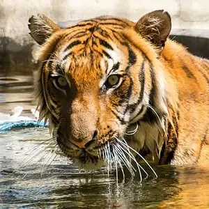 Tiger at the Naples zoo