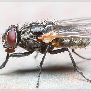 Common housefly