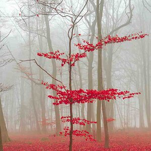 Zauber Wald in rot und weiß