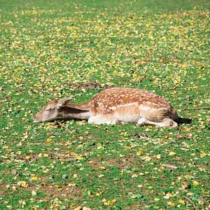 Sleeping deer