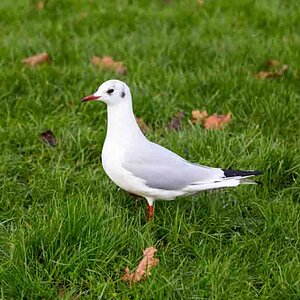 White pigeon on a green meadow