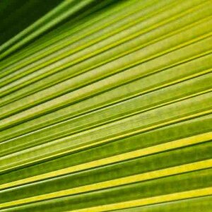 One green leaf structure background