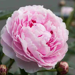 Pink peony in the garden in bloom