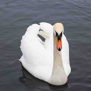 Swan in the water in search of food