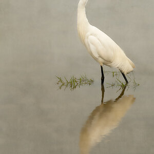 Elegance Of The Egret