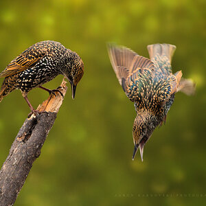 Starlings Dive-Bombing