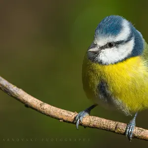 The Little Puffball