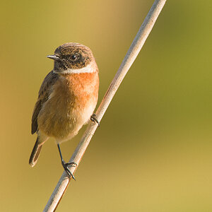 Male Stone Chat