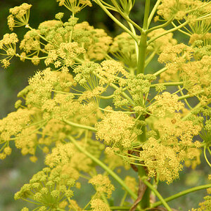 nicolasnico's flowers