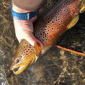 Montana Brown Trout