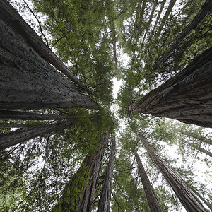 Tall Trees