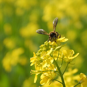 honey bee flexes wing
