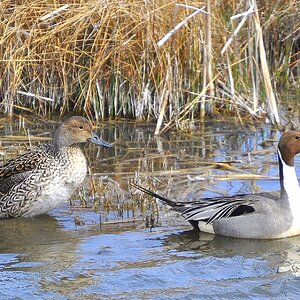 Northern Pintail