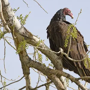 Turkey Vulture