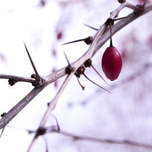 winter berry