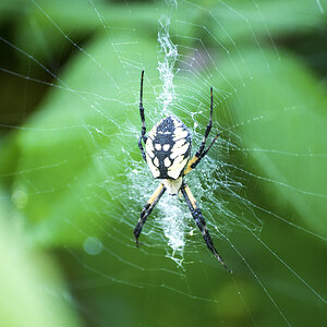 garden spider