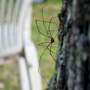 harvestman