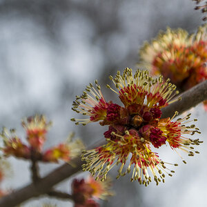 maple blossom