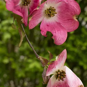 dogwood - SOOC