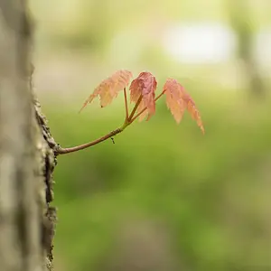 Maple sooc