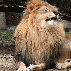 Lion Yawning #7