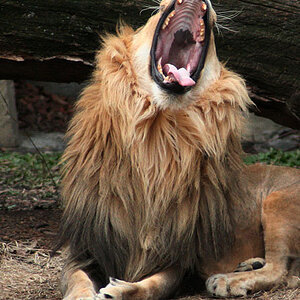 Lion Yawning #6