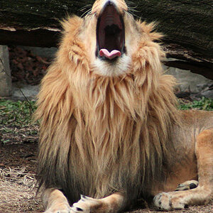 Lion Yawning #5