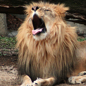 Lion Yawning #4