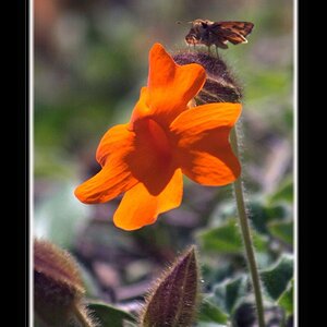 Orange Clock Vine