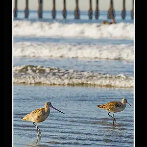 Sand Pipers