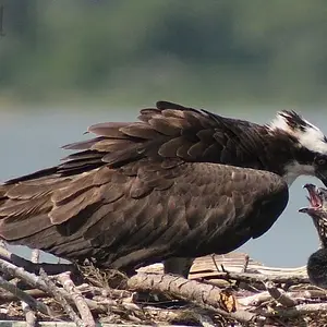 Osprey