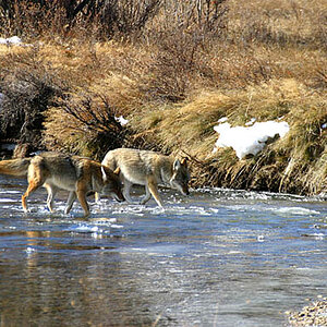 may07photo29-coyotes on ice