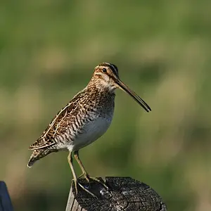 may07photo33-Snipe