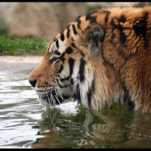 may07photo35-Wading Amur Tiger