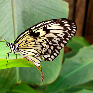 may07photo38-Butterfly1