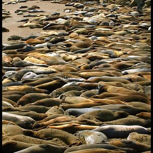 may07photo42-sunbathing seals