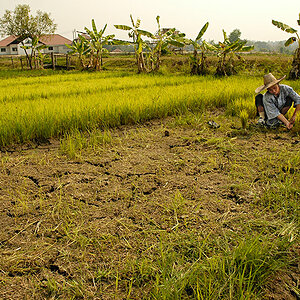 Planting rice