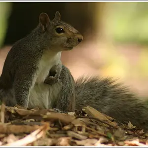 Nuts About Squirrels