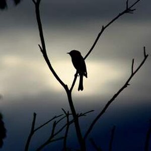 Bird Silhouette