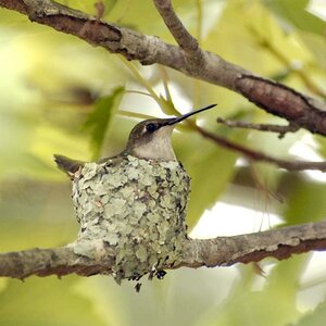 Hummer in nest