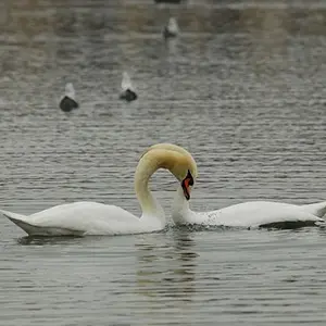 07julyphoto44-Swan dance