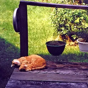 07julyphoto50-peaceful cat nap