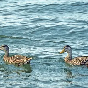 cropped ducks