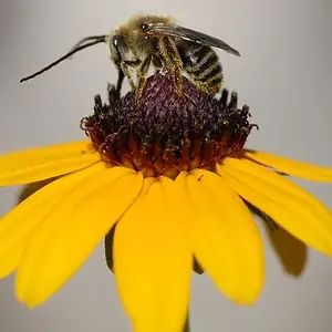 Bee On Flower