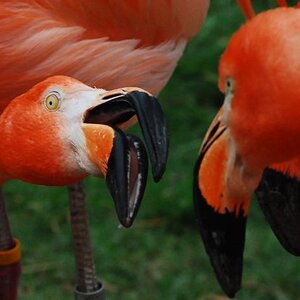 Flamingo Fight
